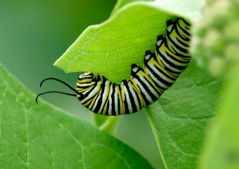 Monarch Raupe frisst ein grünes Blatt der Wolfsmilch
